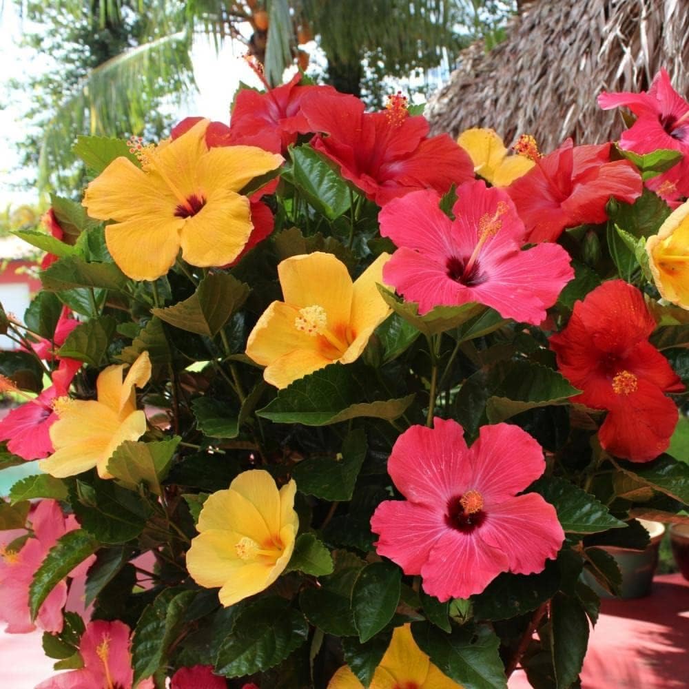 GreenTower Multi Colour Grafted Hibiscus Flower Plant 4 to 7 colour in same plant Hight 1 to 1.5 feet (B0CZF1H5KL) Amazon Price History, Amazon Price Tracker