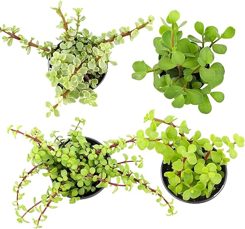 Miniatura 3 de Portulacaria Afra de 1 cuarto de galón, 4 unidades, plantas suculentas vivas, plantas de interior, plantas de interior Bonsái vivas, plantas de jade