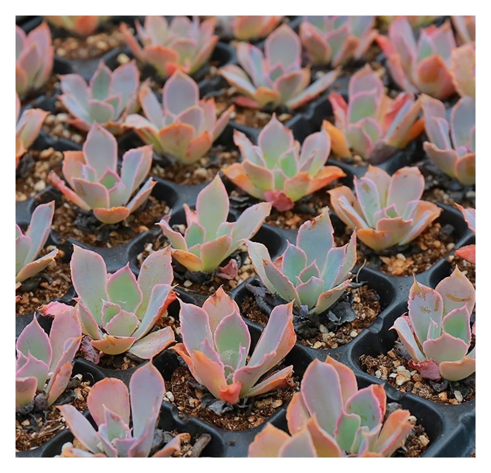Semilleros De Germinacion 10 bandejas de plástico for sembrar Semillas, 50 Celdas, Gruesas y duraderas, for sembrar Semillas de Frutas y Verduras