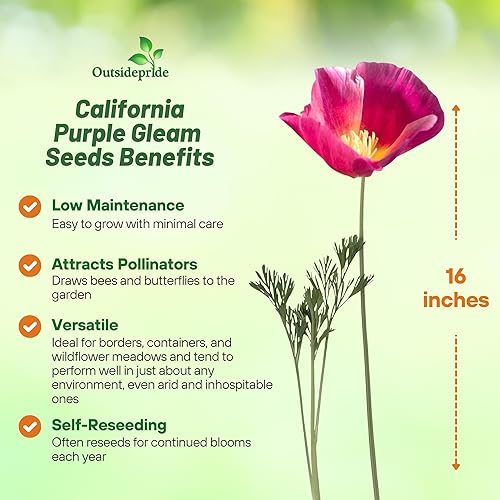 Miniatura 3 de Outsidepride Poppy California Purple Gleam Wild Flower Seeds - 5000 semillas