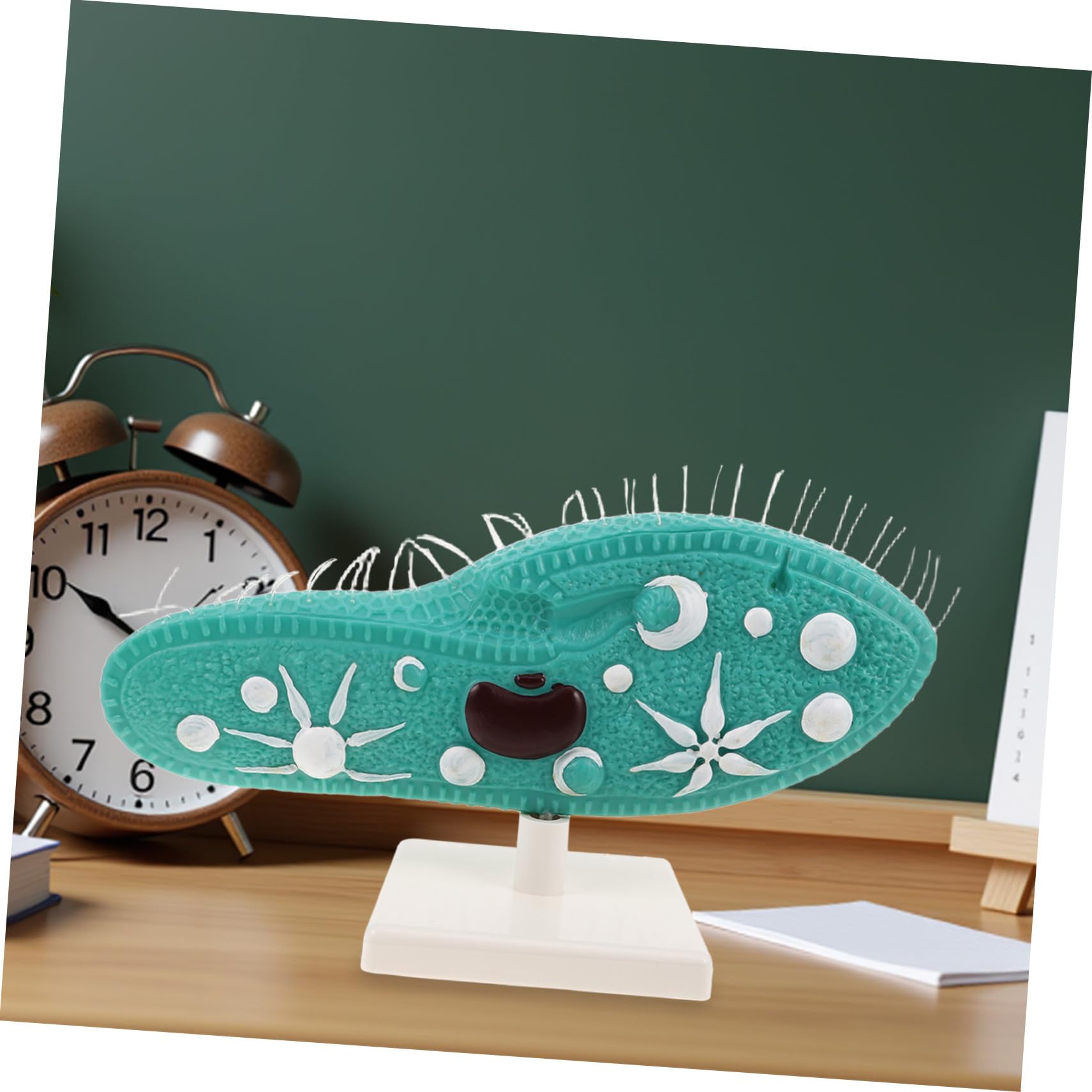 TOYANDONA Anatomisches Pantoffeltierchen Modell mit Ständer aus PVC Detailliertes Ziliendesign Stabilem Stand für Naturwissenschaftlichen Biologieunterricht in Schule
