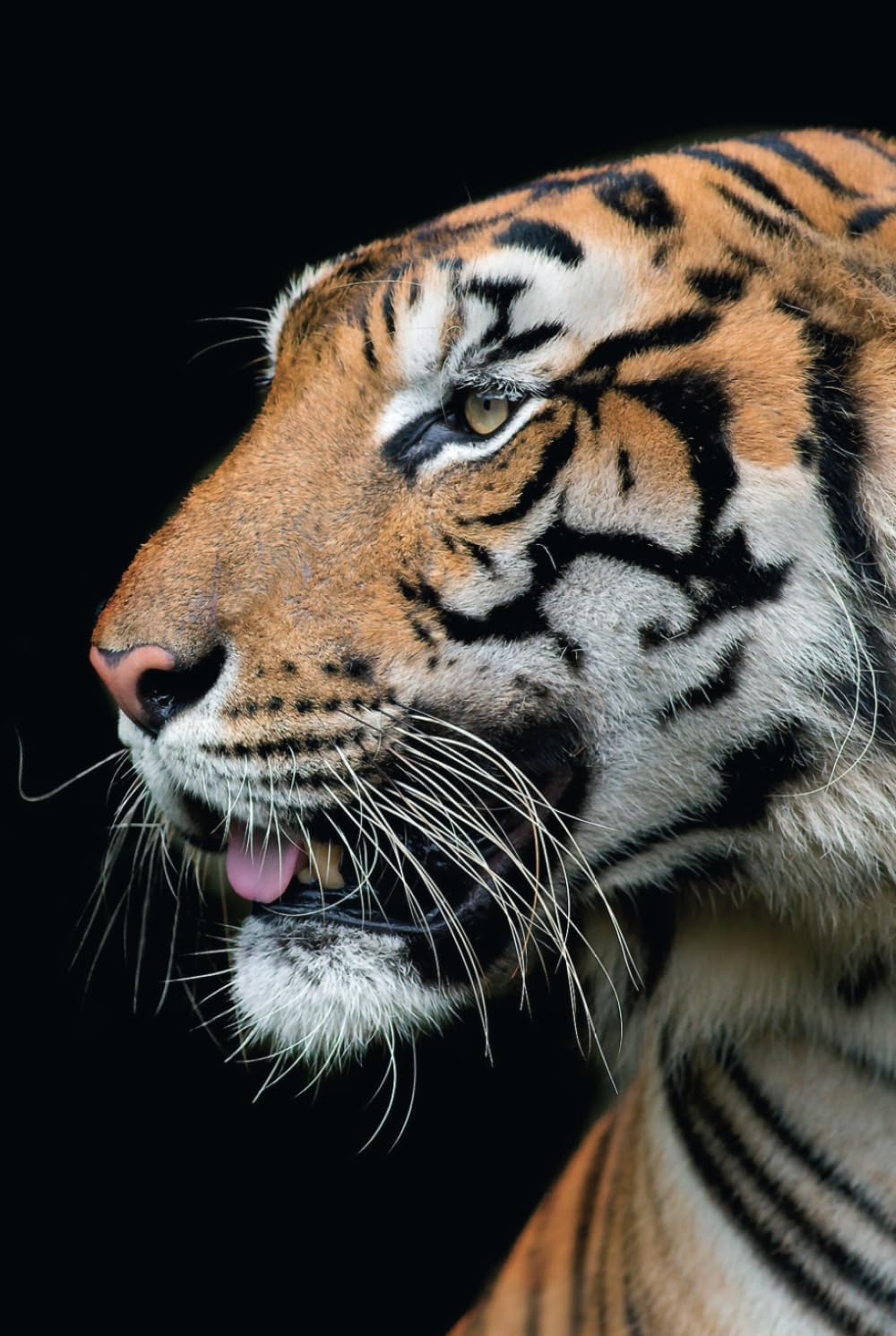 タイガーノート:細罫紙の日記帳 | タイガークロスワードパズル、子供のためのインスピレーションの言葉、完璧な綴じの子供のためのモチベ