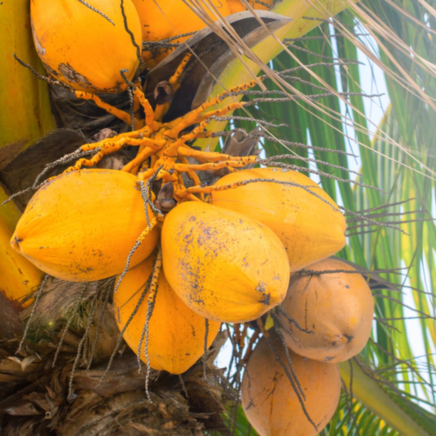 Hug A Plant | Yellow Coconut/Chenthengu (Cocus nucifera) Fruit
