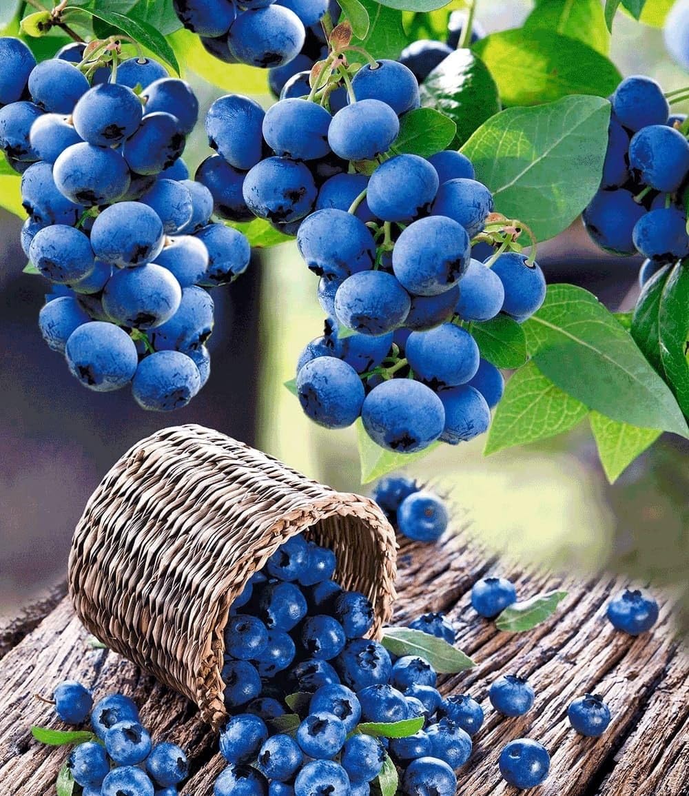 BALDUR Garten 1x Heidelbeere 'Hortblue', Pflanze im 2 Liter-Topf, Vaccinium corymbosum, Blaubeeren Heidelbeeren Pflanze, Hortblue Petite, 2x tragend, winterhart, reiche Ernte an essbaren Früchten