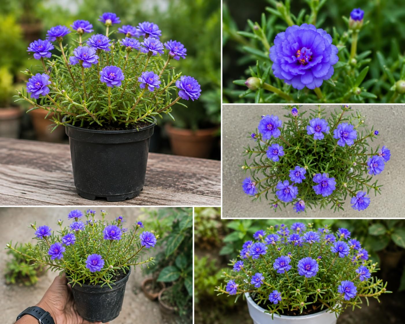Blue Hibiscus Plant - Sky Blue Flowers FREE SHIPPING -1 Blue Hibiscus Plant - Sky Blue Flowers FREE SHIPPING -1