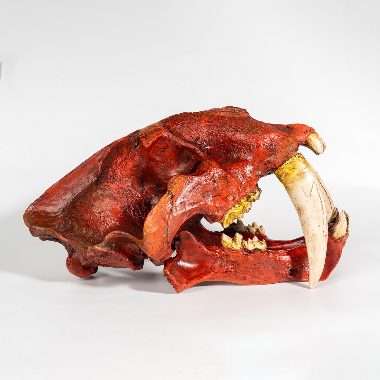 Cráneo de Tigre Réplica en Resina Estatua de Cráneo de Tigre Dientes de Sable Decoración para Fiesta de Halloween, Hogar y Oficina,Rojo,33cm