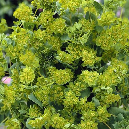 Miniatura 2 de Outsidepride Bupleurum Hare's Ear Garden Cut Flower Plant Seed - 2000 Semillas