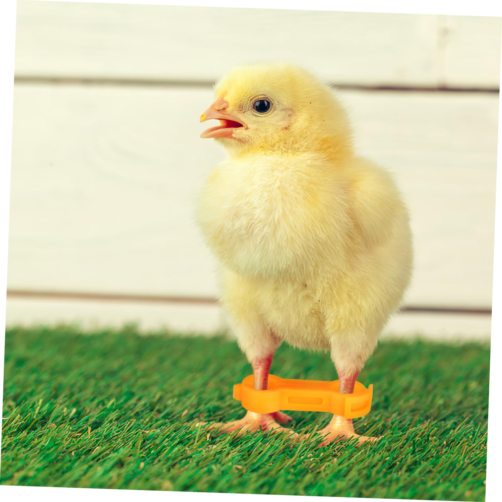 SOIMISS Corrector de Patas para Pollitos y Pájaros, Anillas de PVC Amarillas, 12 Piezas, Fácil Colocación y Sujeción Segura para Patas Abiertas