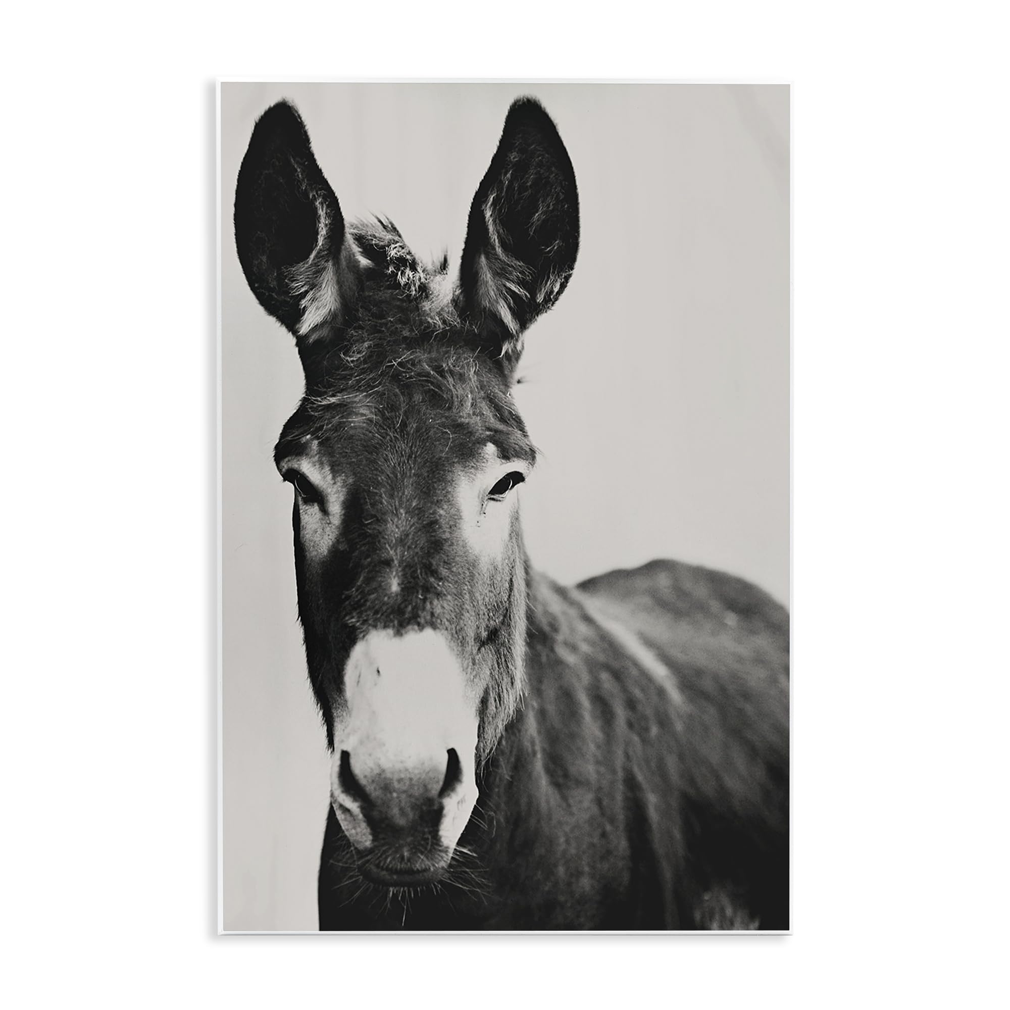Stupell Industries 'Franz the Donkey Portrait', Wall Plaque Art, 13 x 19 Inches, Easy to Hang and Sturdy, Made in USA, by Amy Carroll