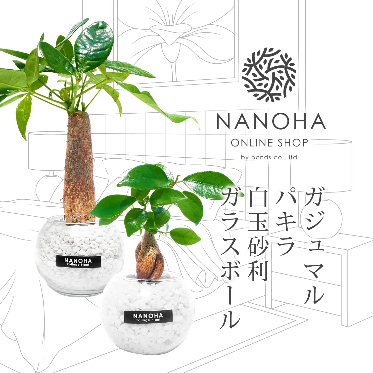 健康的なパキラ 約2メートル 白鉢付き 健康的なパキラ 約2メートル 白鉢付き パキラ 2m」の人気商品一覧