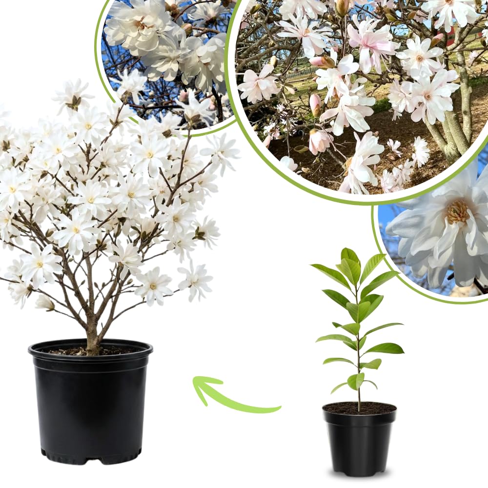 UIOTER Star Magnolia