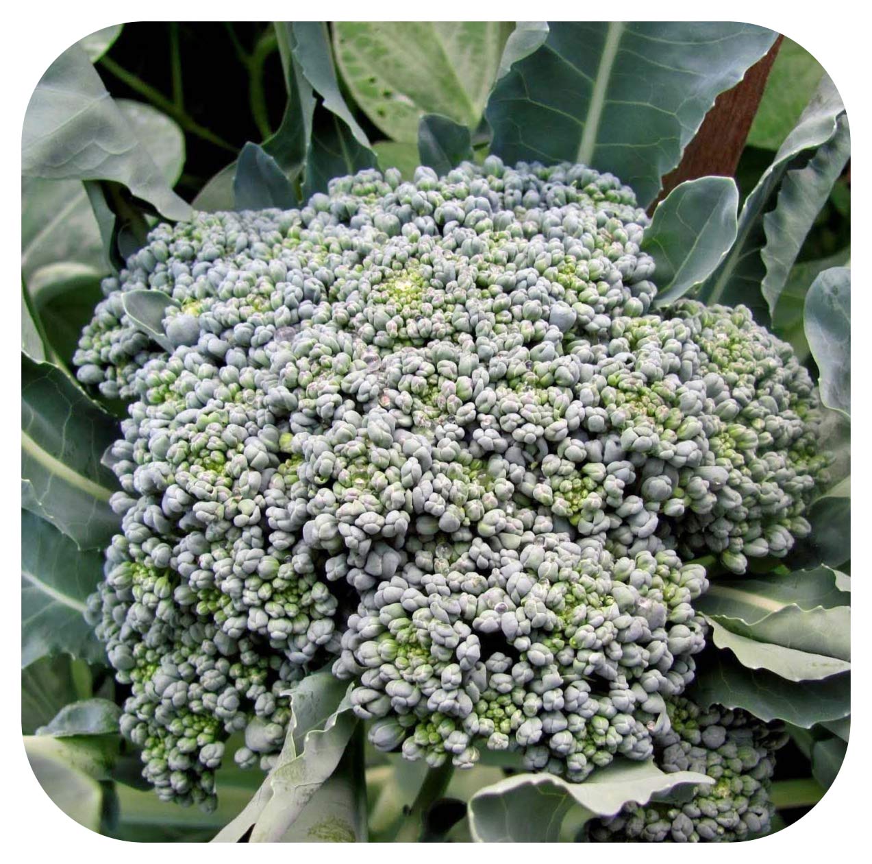 Calabrese F1 'Marathon' Broccoli Mini Plug Plants x 12 'Grow Your Own'