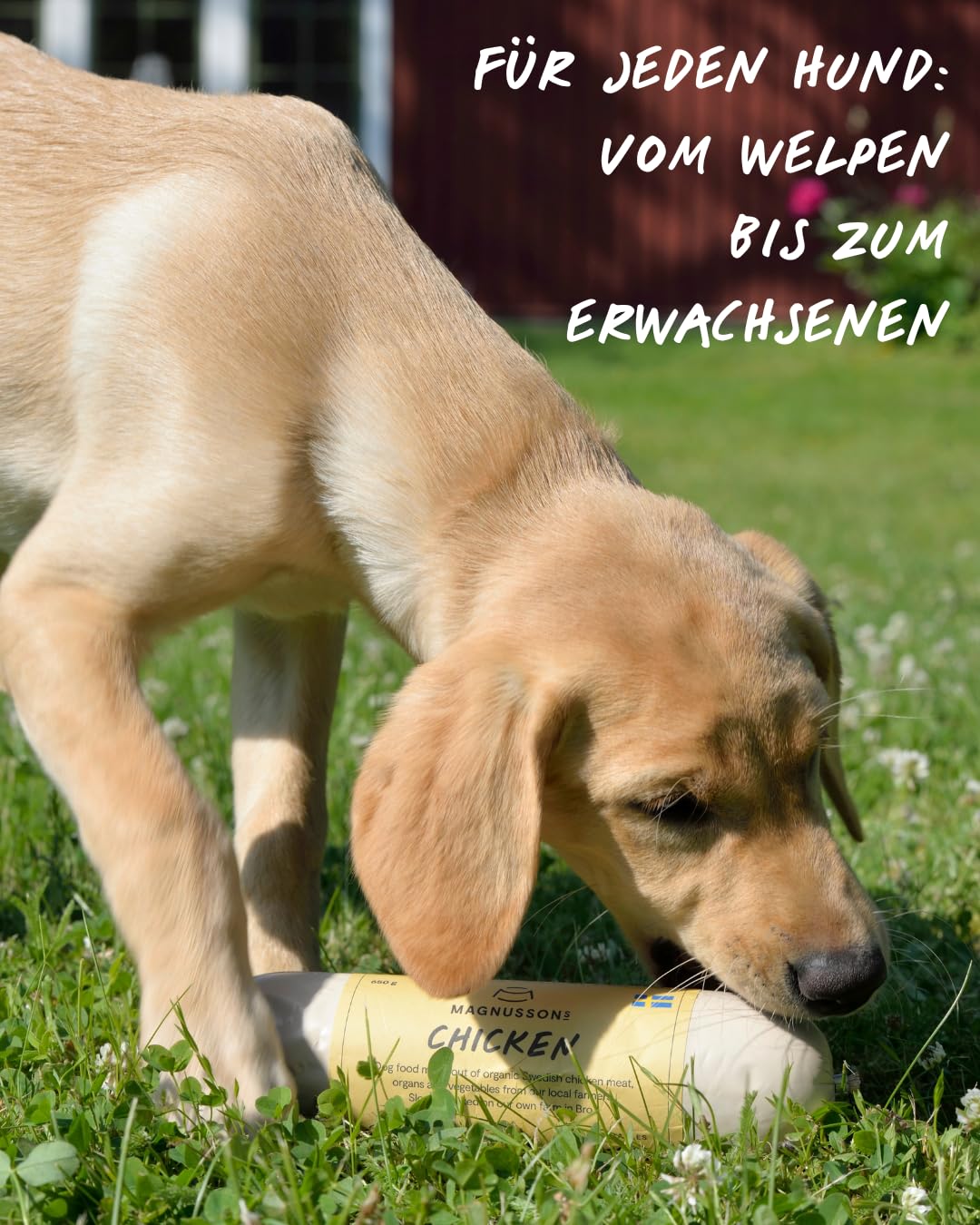 Magnussons Comida húmeda para perros de pollo 12 x 650 g monoproteína pienso completo cocido al vapor