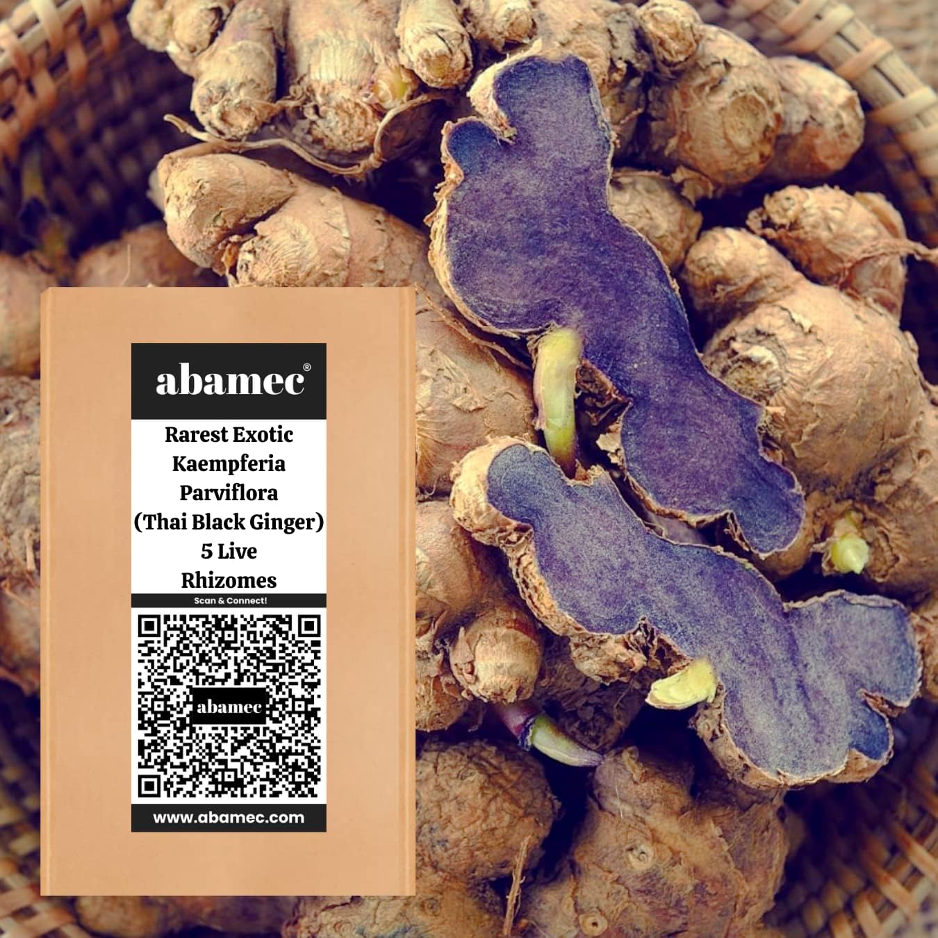 abamec Thai Black Ginger, Rarest Exotic Kaempferia Parviflora, Thai Ginseng, Krachai Dum Plant Live Rhizomes/Bulb - 5 Live Rhizomes