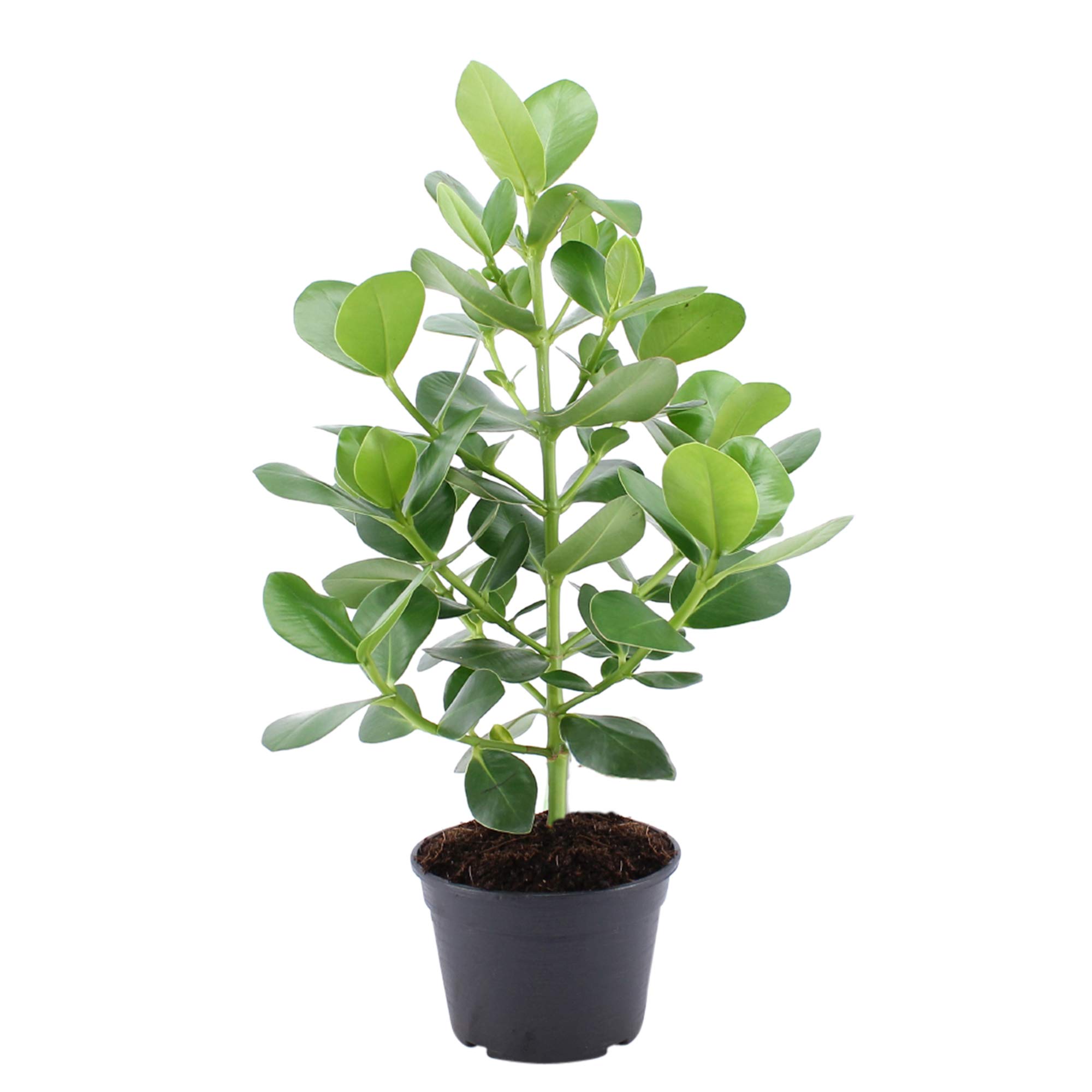 Planta de interior de Botanicly – Mamey Silvestre – Altura: 70 cm ...