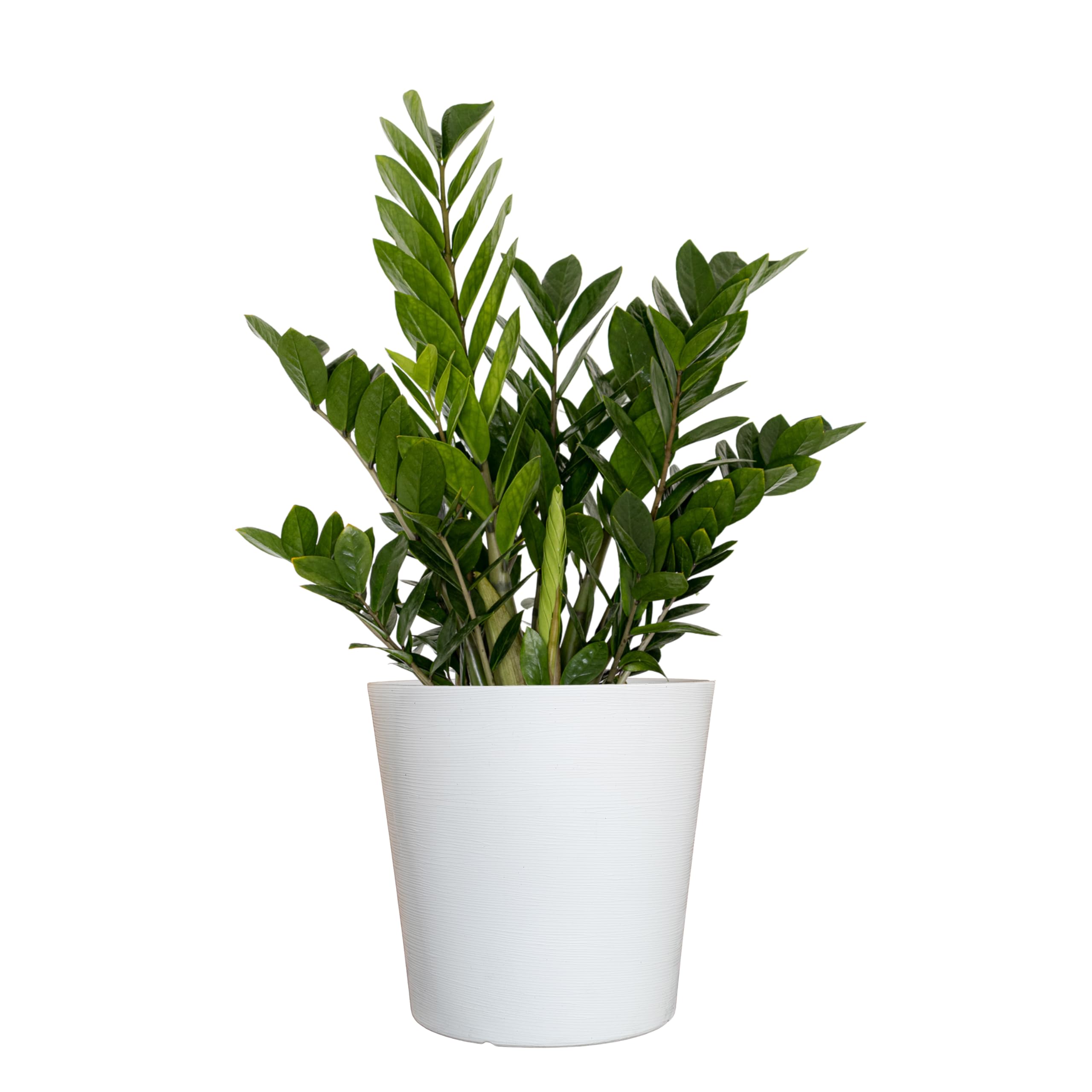 United Nursery ZZ Plant 10-14 Inches