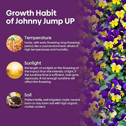 Miniatura 2 de Johnny Jump Up Seeds, más de 10000 semillas perennes de violeta silvestre para plantar, flores comestibles, atrae a los polinizadores