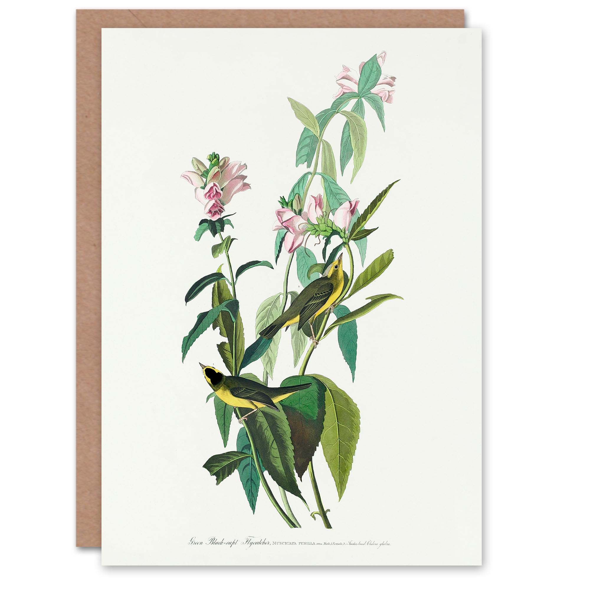 Artery8 John James Audubon Art Card Green Black Capped Flycatcher