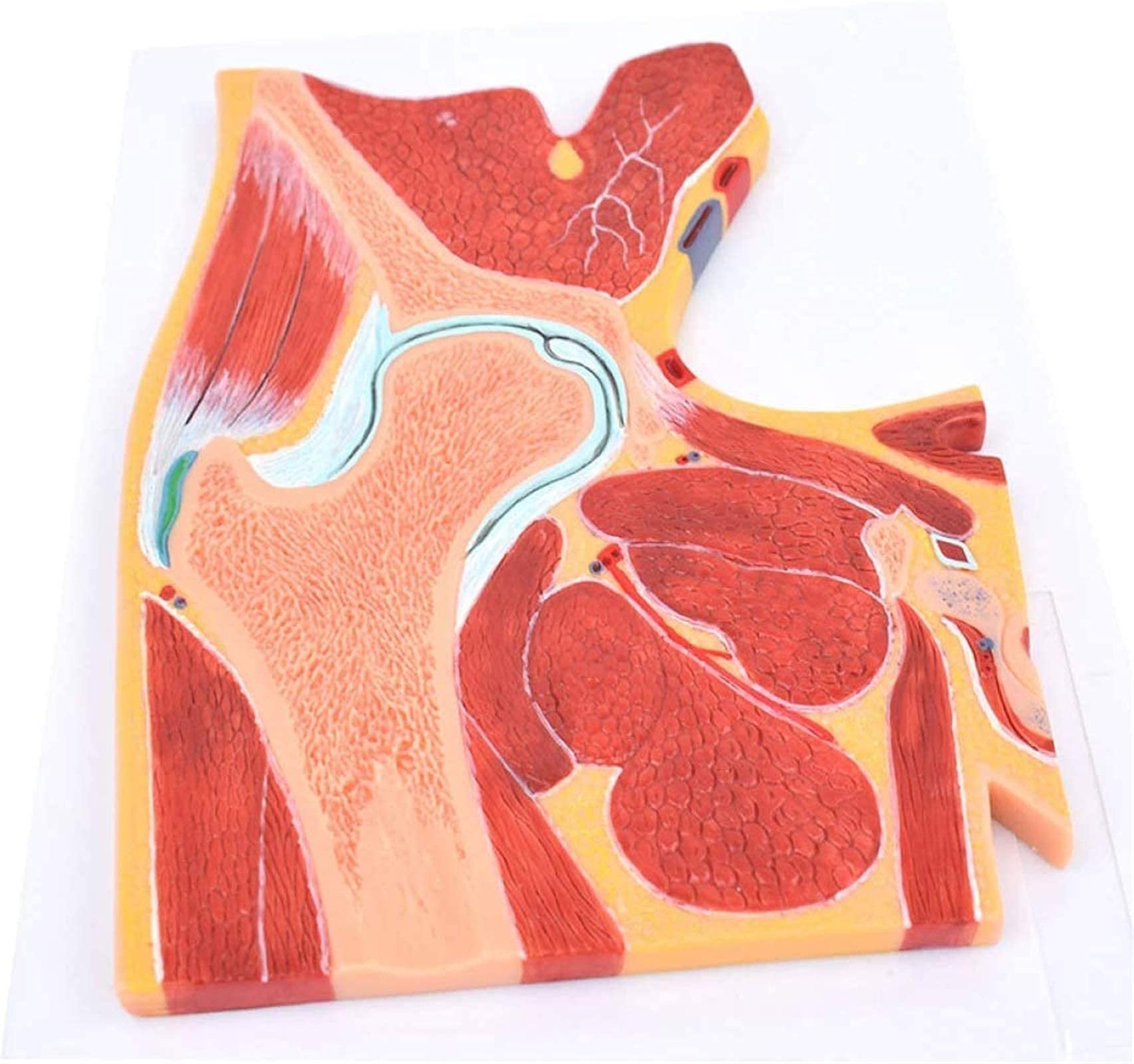 Model badawczy Model edukacyjny Anatomia człowieka Model szkieletowy stawu biodrowego Struktura stawu biodrowego Materiały dydaktyczne medyczne, modele medyczne