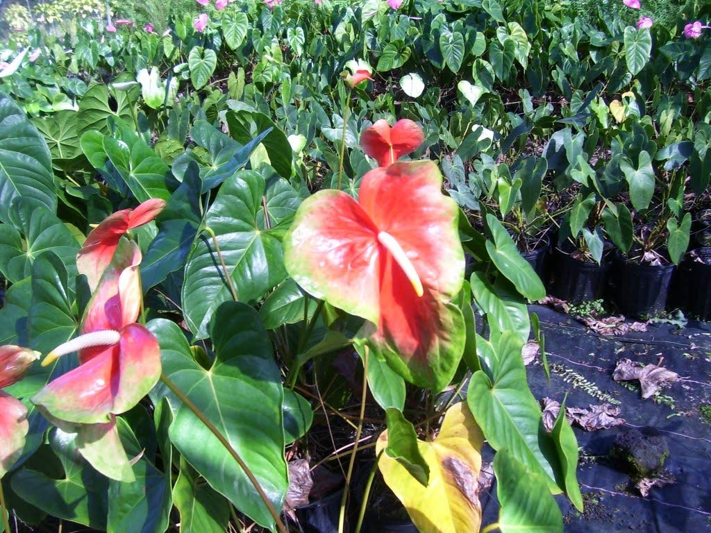 69686 philodendron price Philodendron 69686  Pollyn