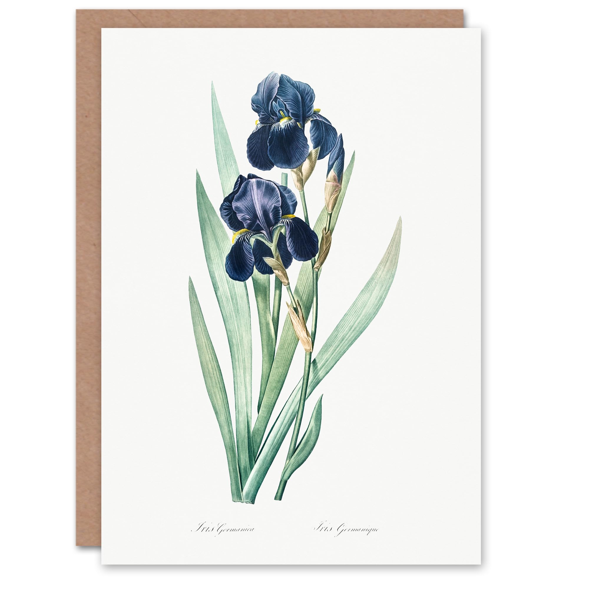 Artery8 Pierre-Joseph Redouté Art Card Bearded Iris Vintage Botanical