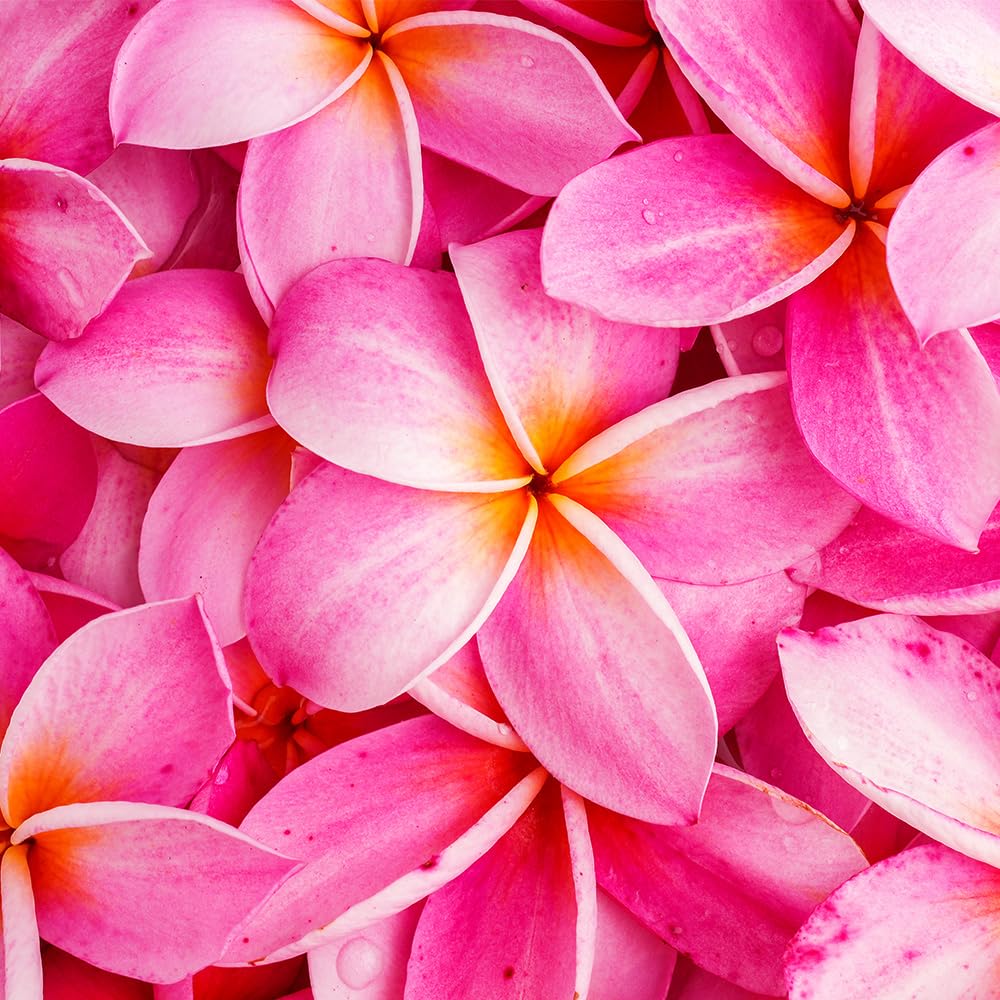 Amazon.co.jp: ITANSE プルメリア苗木 品種：テンプテーション 5