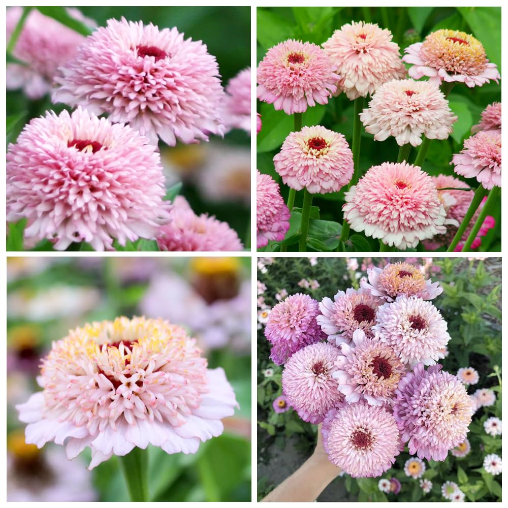 50+Seeds Perennial Zinderella Lilac Flower for Planting Outdoor-Non-GMO Heirloom Zinnia Elegans Growing in Garden Home