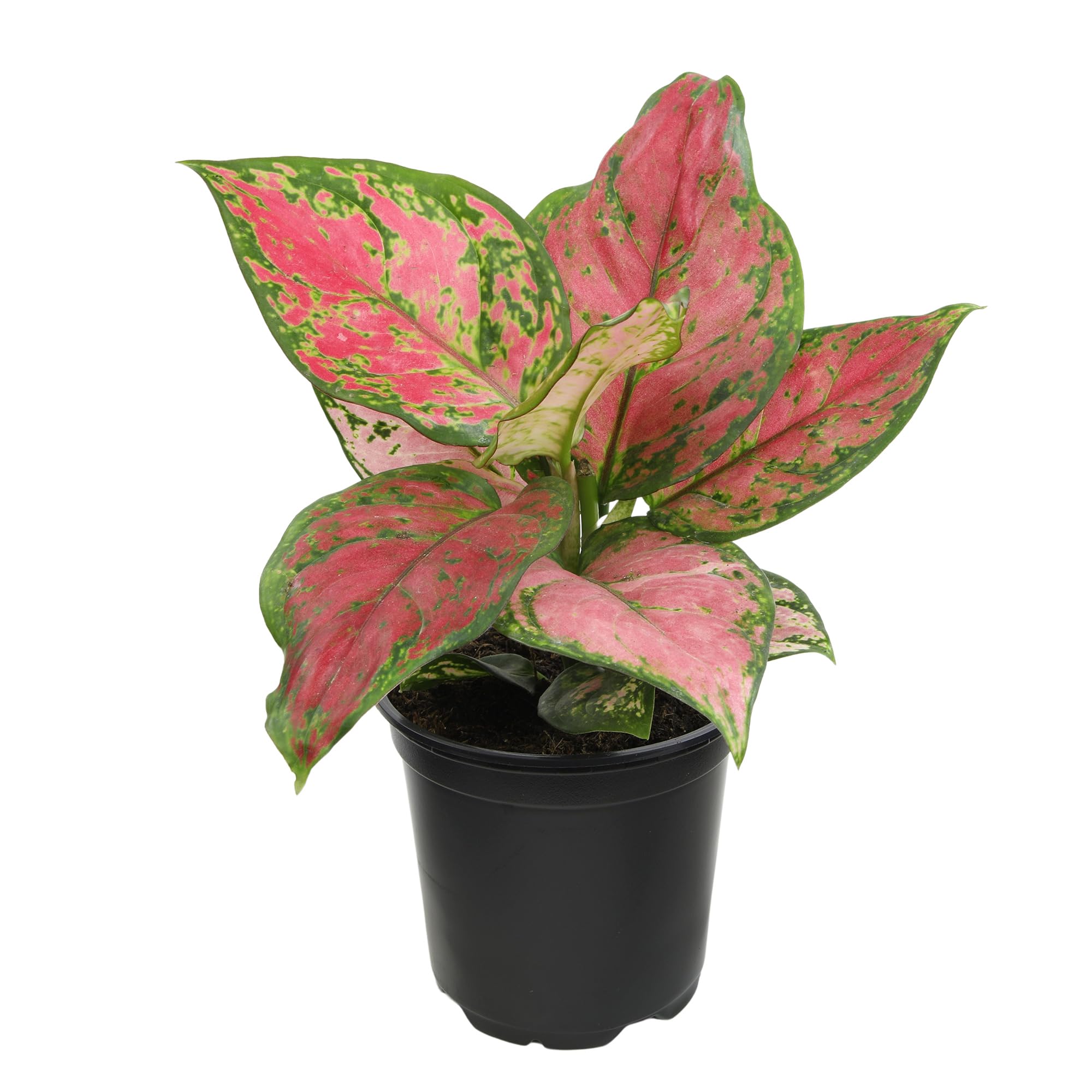 Plants for Pets Beauty Aglaonema