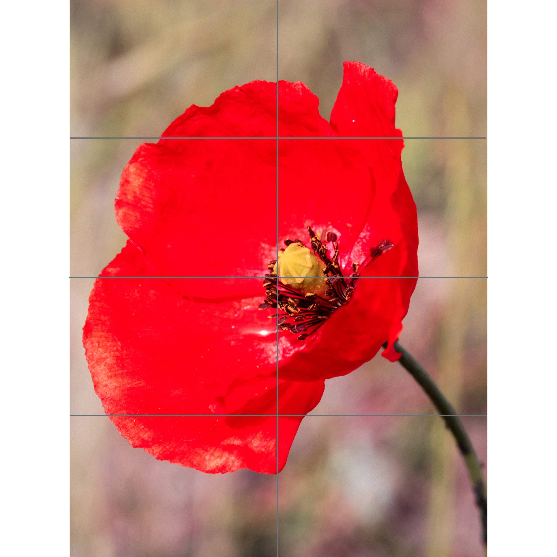 Artery8 Bright Poppy Photo XL Giant Panel Poster (8 Sections)