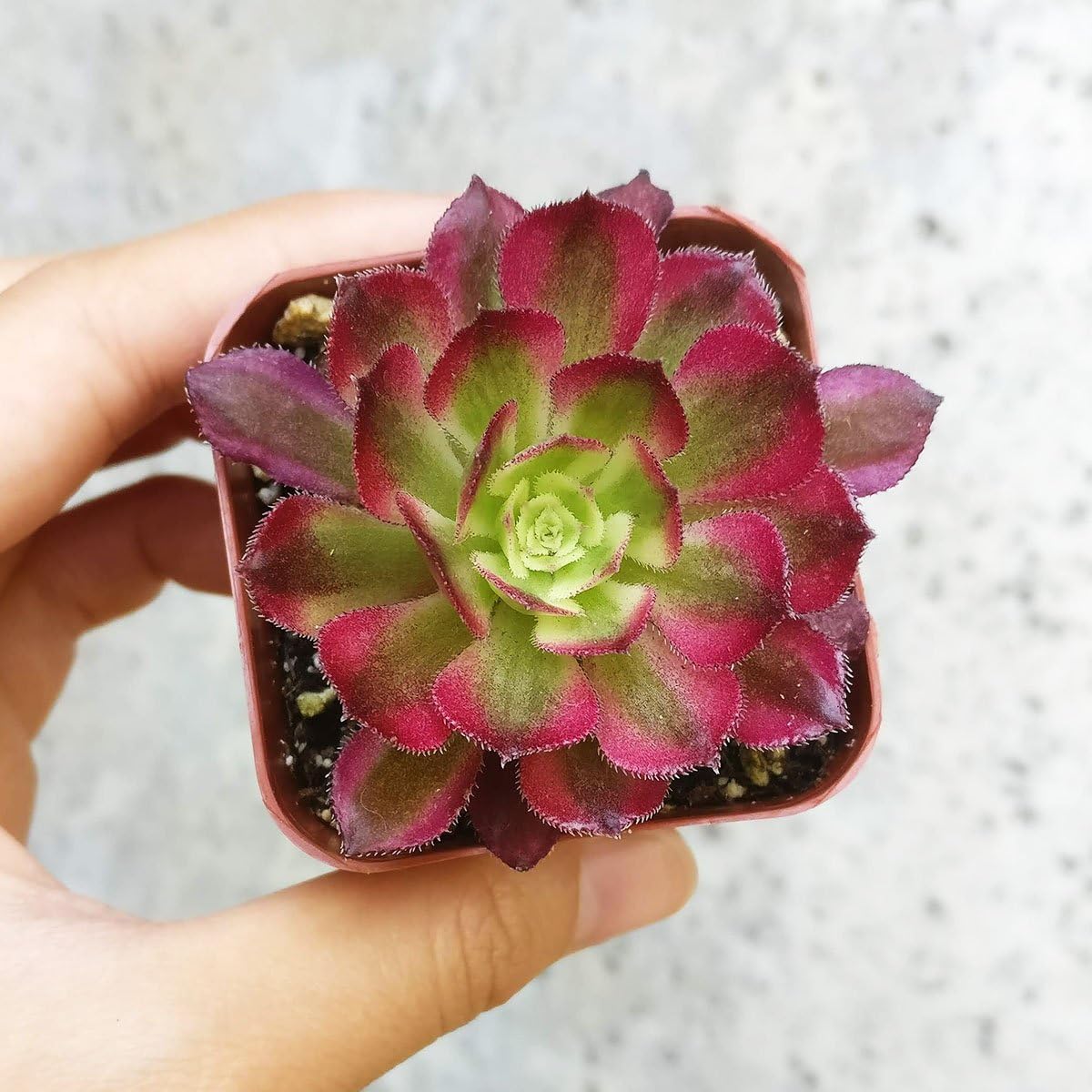 Amazon Com Aeonium Mardi Gras Ruby Rose Succulent 2 Inch Everything Else
