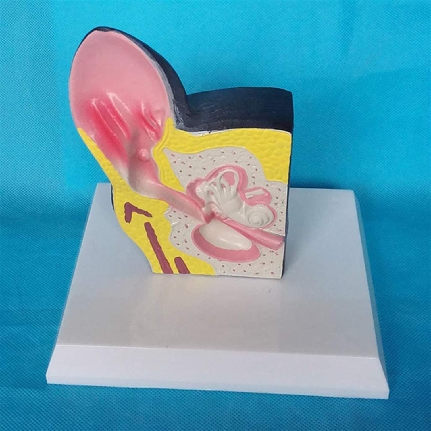 Model anatomiczny człowieka manekin model edukacyjny pies ucho anatomia model - modele organów zwierzęcych - materiał PVC model anatomiczny psa