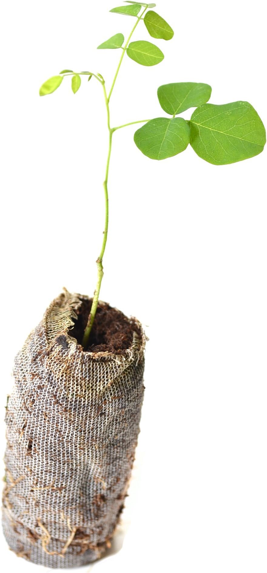 Lot of 3 Black Locust Trees - Robinia pseudoacacia - Starter Plugs (See State Restrictions)