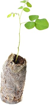 Lot of 3 Black Locust Trees - Robinia pseudoacacia - Starter Plugs See State Restrictions