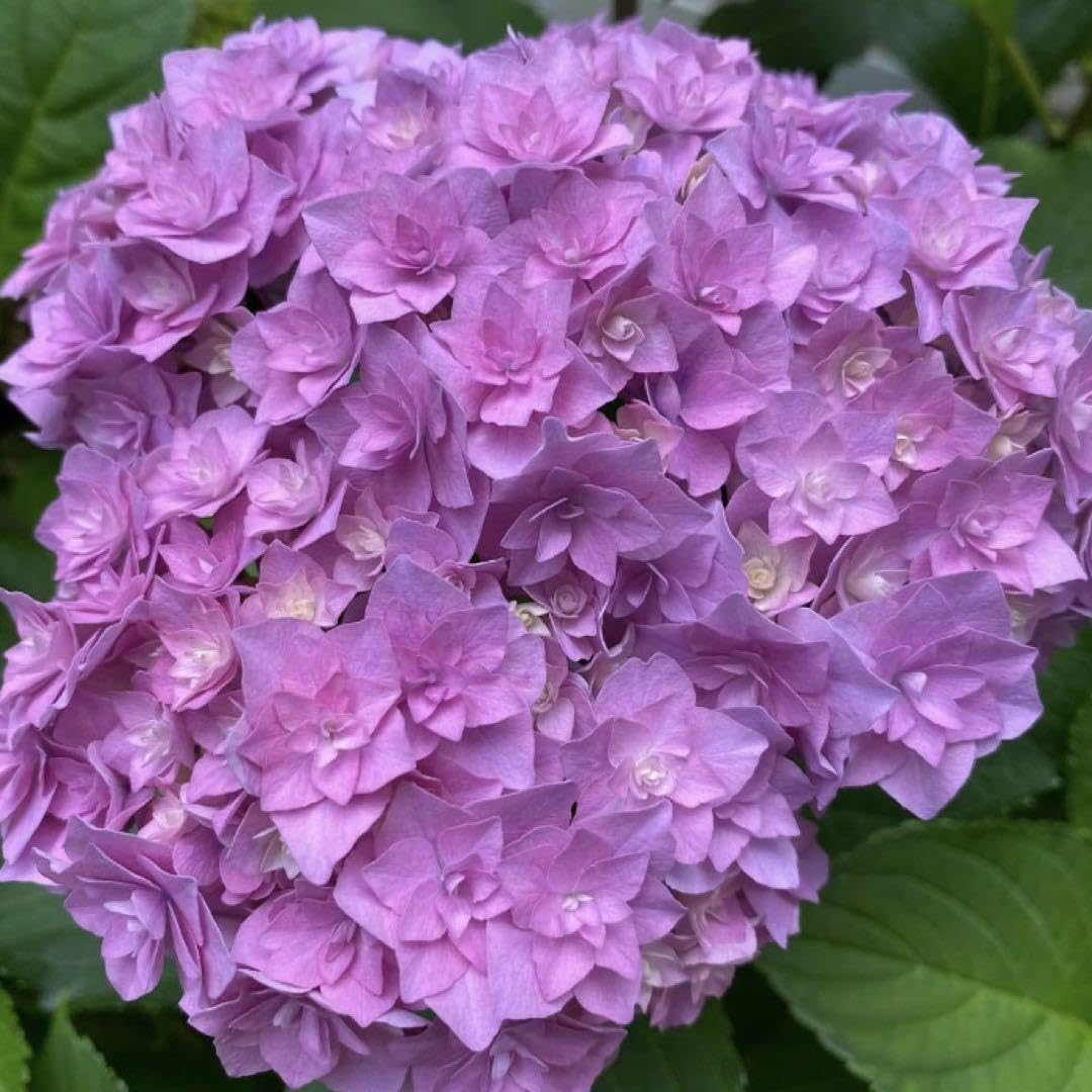 Amazon.co.jp: 15 アジサイ 抜き苗1苗 あじさい 越冬苗 紫陽花 : DIY 