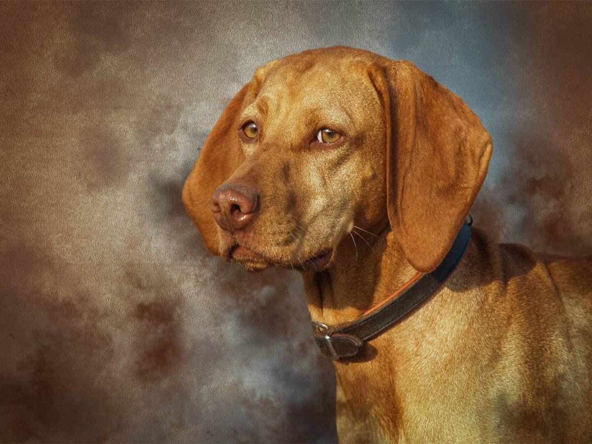 CALVENDO Puzzle Magyar Vizsla Im Winter | 1000 Teile, 64x48 Cm, Premium-Qualität Aus Europa, Foto-Puzzle