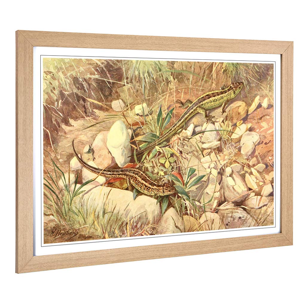 Big Box Art Framed Print of Vintage Heubach. Walter Sand Lizard Design | Wall Art Picture | Home Decor for Kitchen, Living Room, Bedroom, Hallway, Oak, A2 / 24.5x18 Inch / 62x45cm