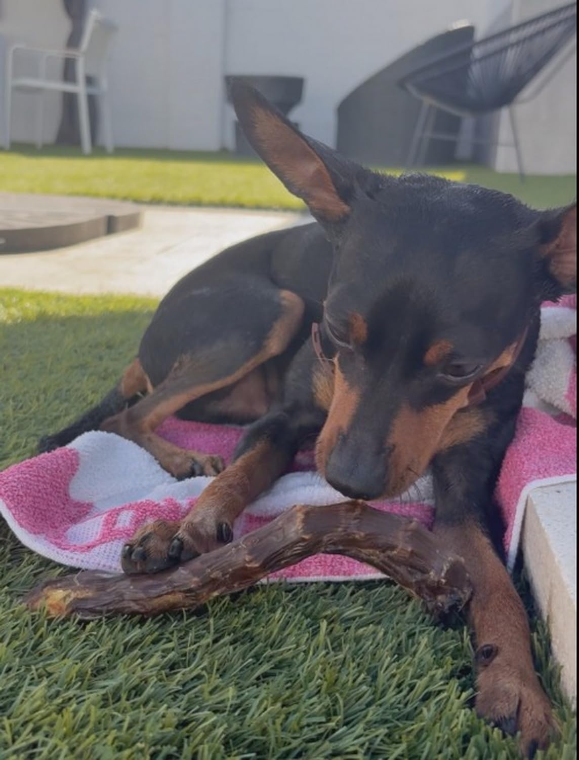 Collo di Anatra per Cani, 1 kg | Snack Naturale Essicato per Cani e Cuccioli