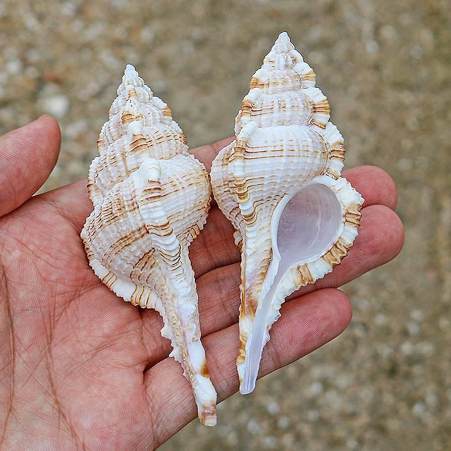 インテリア 大型 貝殻 巻貝 25cm~30cm弱 本物 2つセット 71R7IFT0wfL._UF350,350_QL50_.jpg
