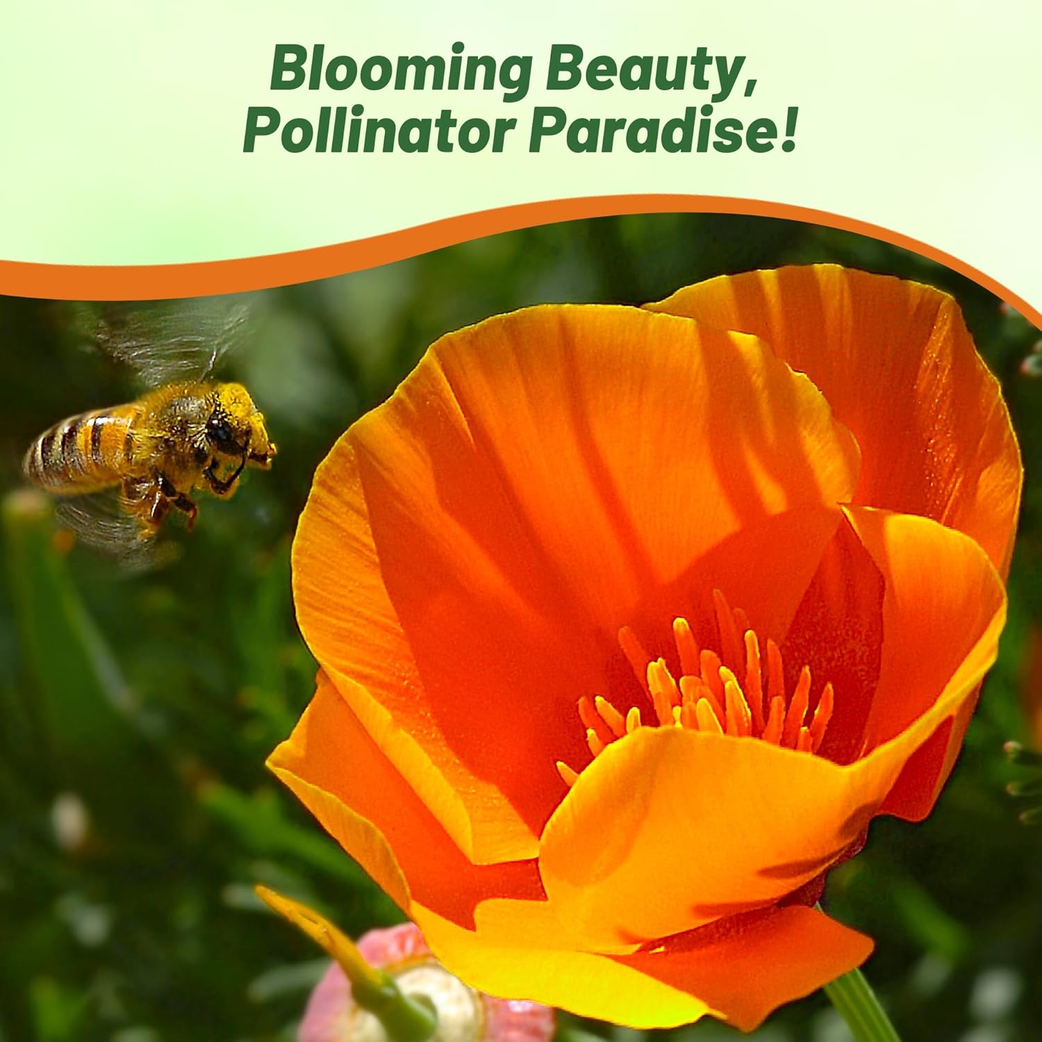 Outsidepride Eschscholzia Orange California Poppy Seeds - 1 lb. Annual, Native, Drought Tolerant Wildflower Seeds w/Vibrant Blooms for Full Sun & Drought-Tolerant Pollinator-Friendly Gardens