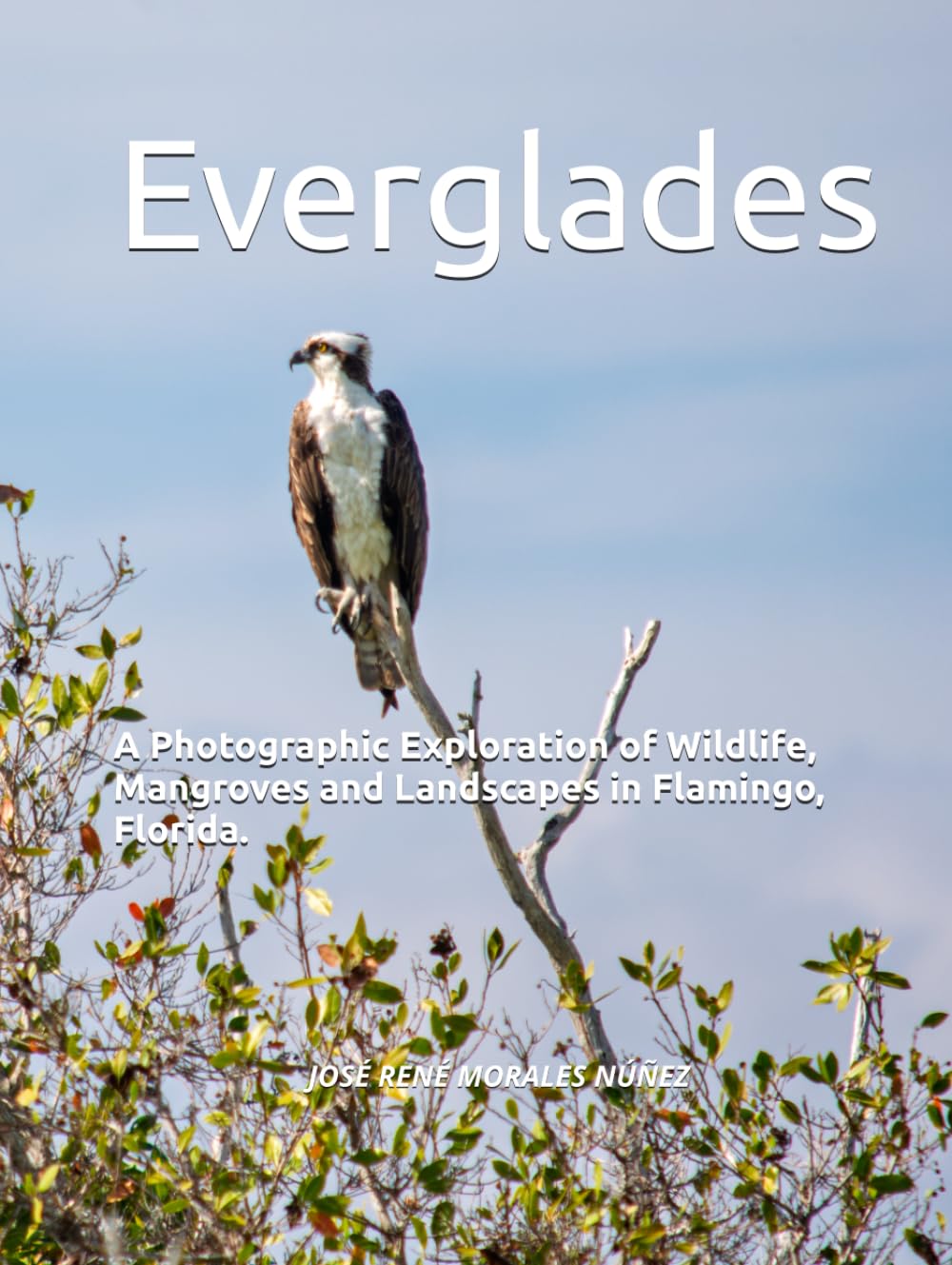Everglades: A Photographic Exploration of Wildlife, Mangroves and Landscapes in Flamingo, Florida. (Respira)