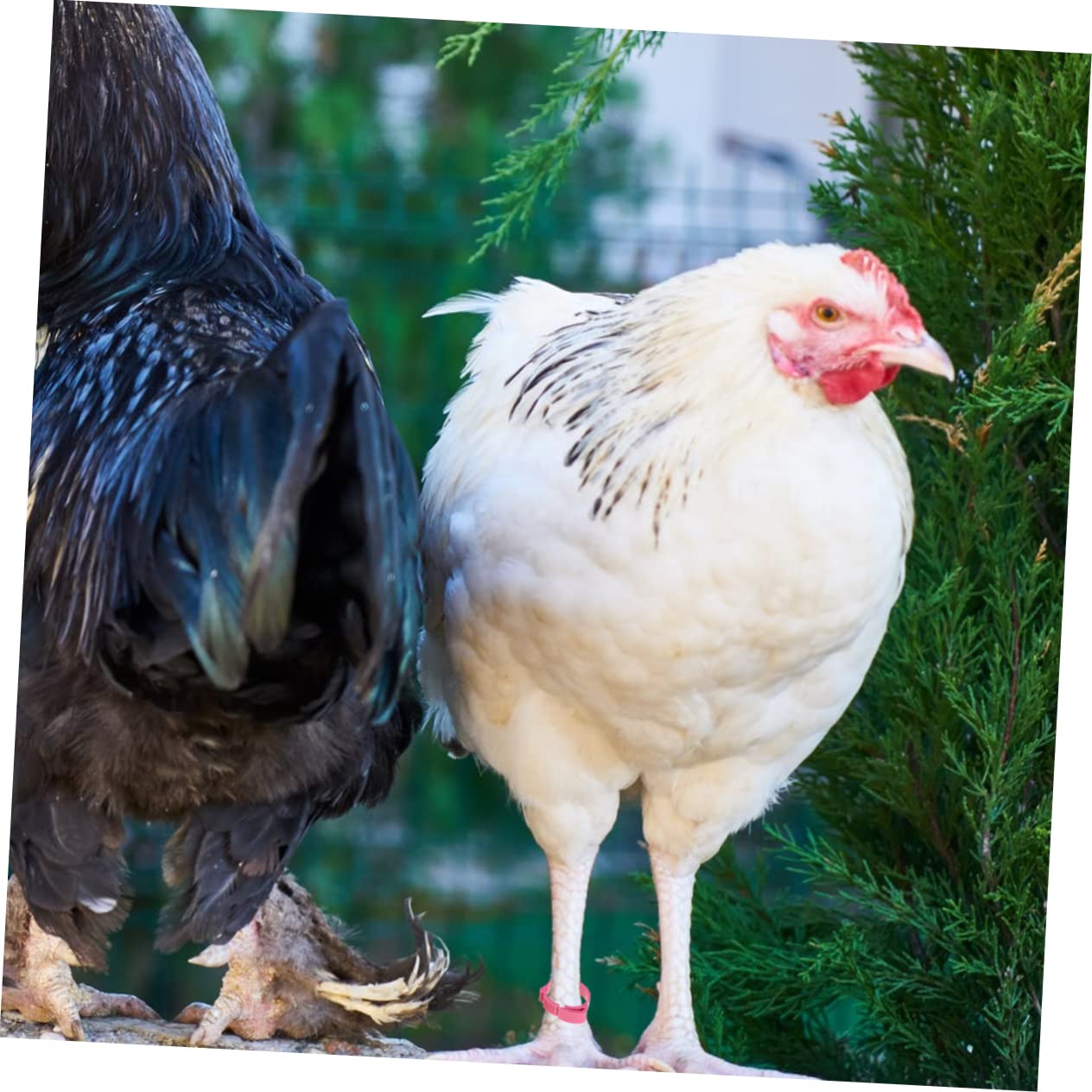 BESPORTBLE Anneaux de Pattes pour Pigeons et Cockatiels en Plastique, Lot de 100 Pièces, Faciles à Poser et Visuellement Attrayants pour Identification d'oiseaux