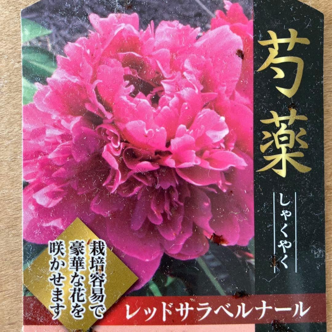 Amazon.co.jp: 芍薬苗 レッドサラベルナール : DIY・工具・ガーデン