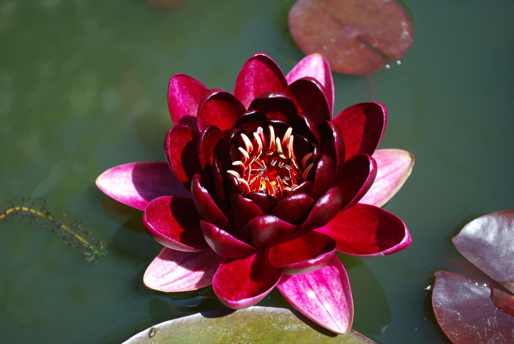 Lincsplants - Nymphaea 'Black Princess'-Kit