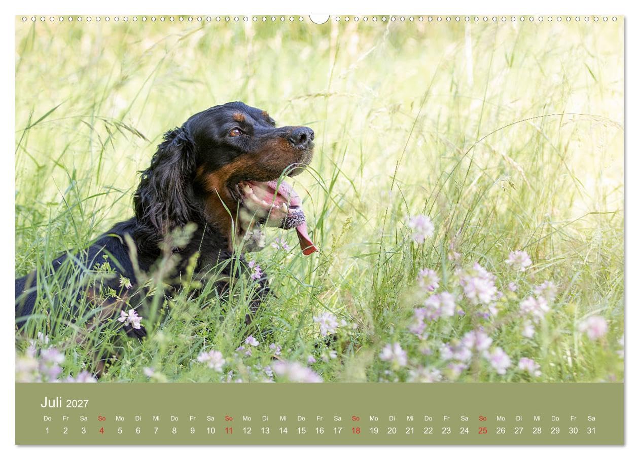 CALVENDO - Setter - Geliebter Freund und Jagdkamerad (hochwertiger Premium Wandkalender 2027 DIN A2 quer), Kunstdruck in Hochglanz: Der Setter - treuer Freund der Familie und verlässlicher Partner auf