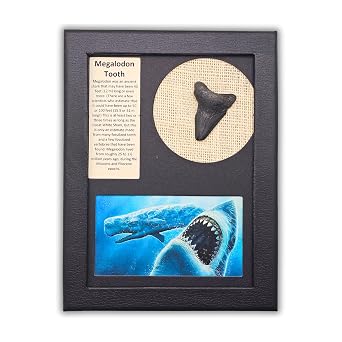 Megalodon Shark Tooth Display