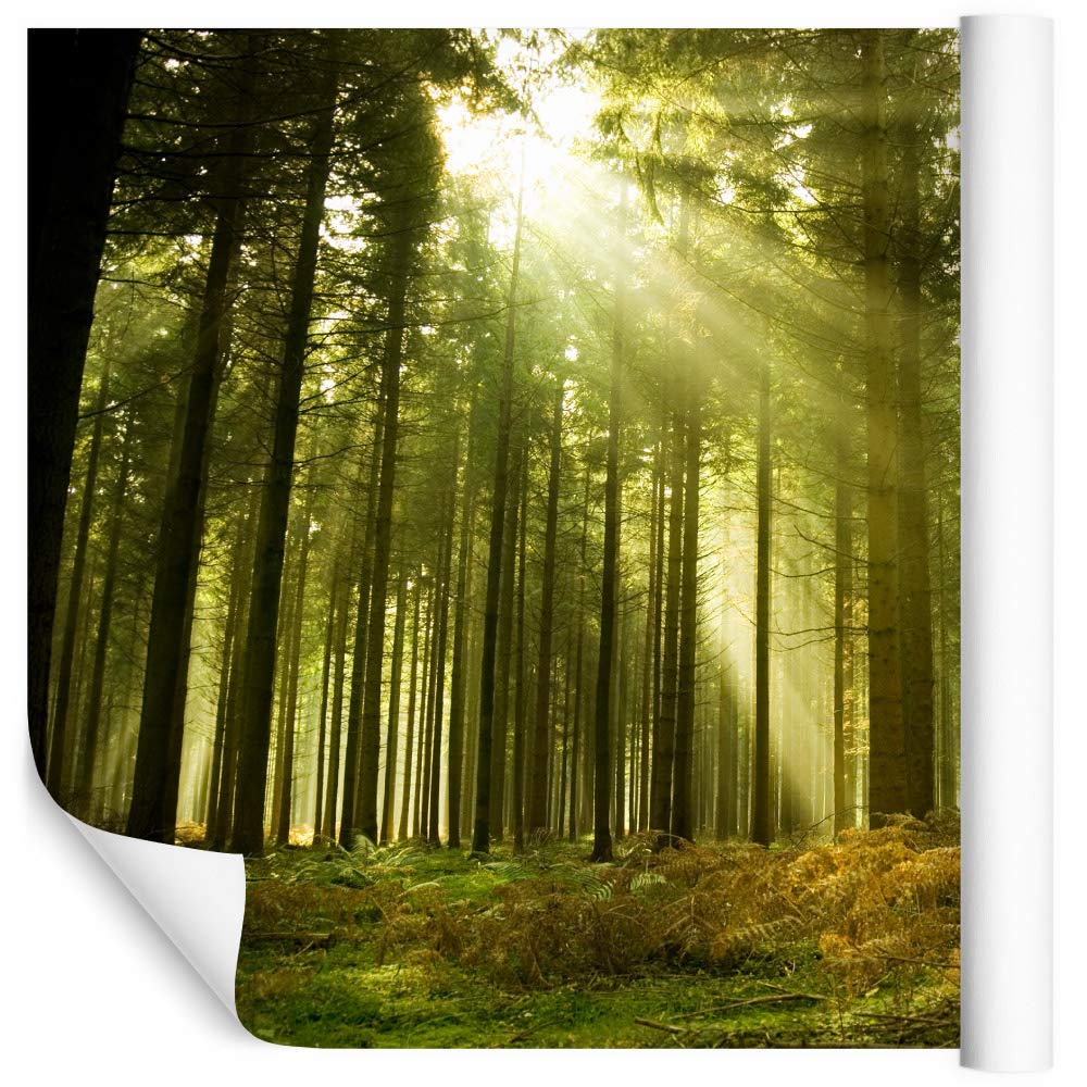Muralo Winylowa gładka fototapeta, las, drzewa, słońce, naturalna, tapeta ścienna, 368 x 254, do salonu, sypialni, nowoczesne obrazy ścienne XXL, dekoracja ścienna, szer. 368 cm x wys. 254 cm