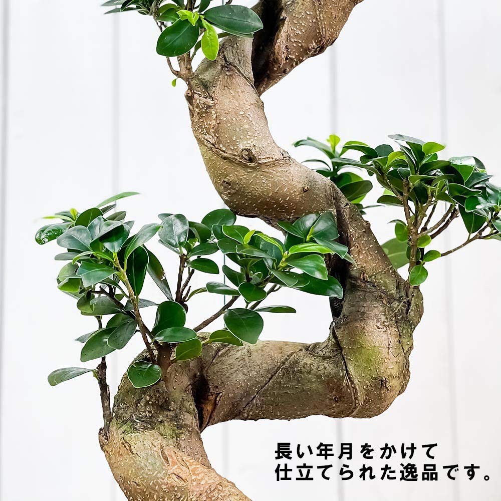 Amazon｜PLANCHU 観葉植物 ガジュマル 昇り竜 8号平鉢 受け皿付き 育て