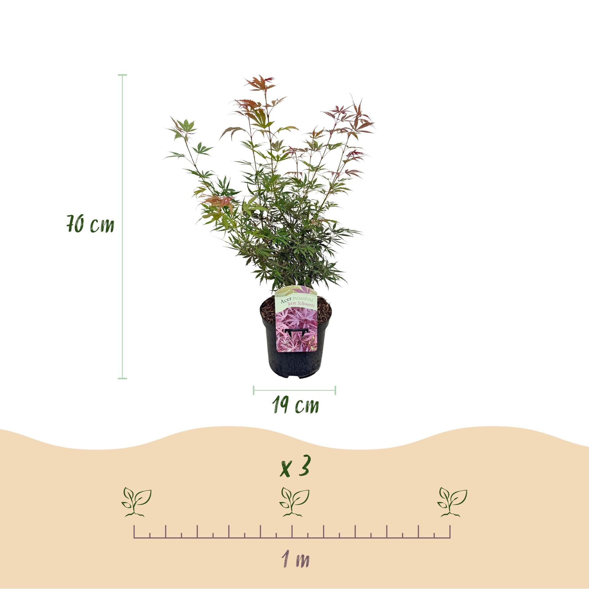 Érable du Japon Acer palmatum Jerre Swarts Rouge Foncé Pot 19cm Hauteur 70cm 1 Plante