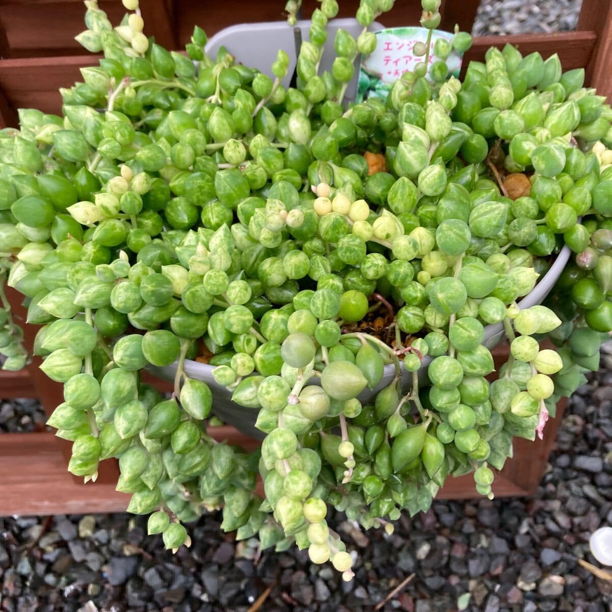 Amazon.co.jp: 多肉植物 エンジェルティアーズ錦 3カット : ホーム 