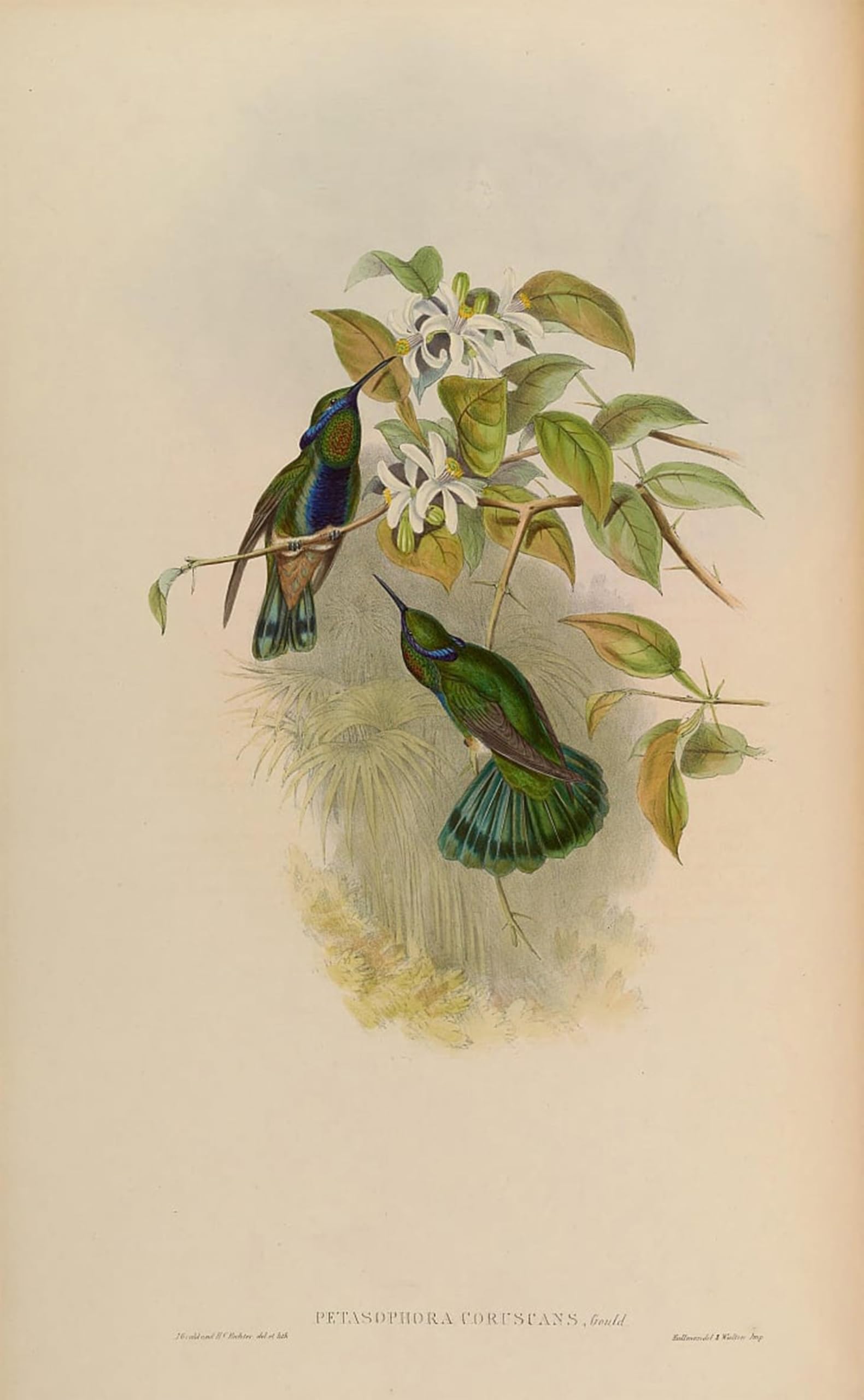 SERENDIPITP Vintage Wall Art Canvas Nordic Poster Canvas Print Picture Animal Bird Petasophora Coruscans Coruscans by John Gould Wall Art Poster for Home Decor 60x90cm